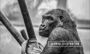 sermon illustration monkeys and a pole
