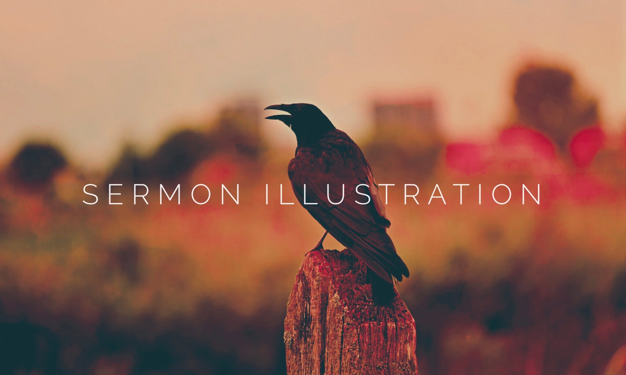 Bird by Bird Sermon Illustration